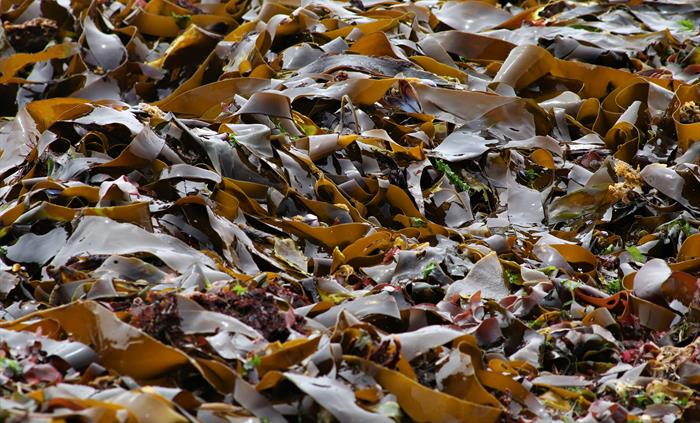 Kelp and other seaweeds at low tide on the pembrokeshire coast